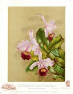 Orchids