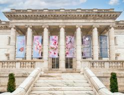 DAR cherry blossom banners on the D Street side of our headquarters